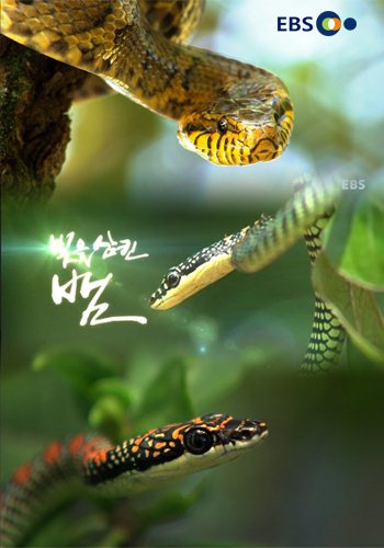 Змеи. Тайны самых смертоносных созданий на Земле / Snake. That Swallowed Light VO