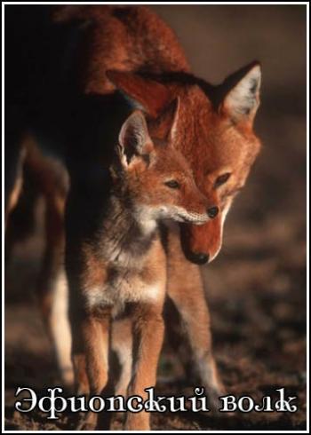 Эфиопский волк / The Ethiopian Wolf VO