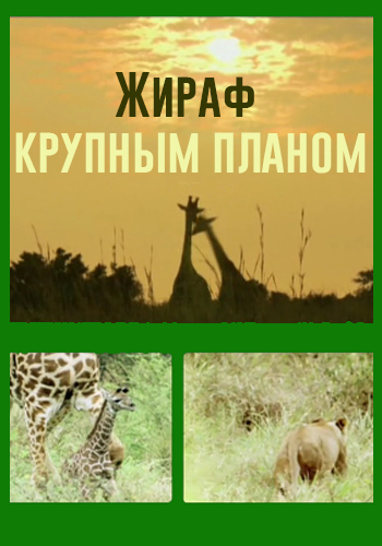Жираф крупным планом / Giraffe - Up high and personal