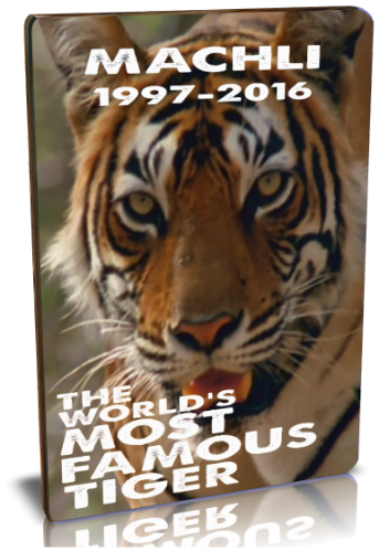 Самый знаменитый в мире тигр / NAT GEO WILD. The world's most famous tiger VO