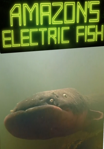 Амазонская электрическая рыба / Amazon's electric fish VO