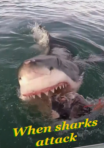 Когда акулы нападают (1-2 серии из 2) / NAT GEO WILD. When sharks attack VO