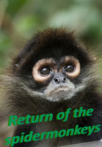 Возвращение паукообразных обезьян / NAT GEO WILD. Return of the spidermonkeys VO