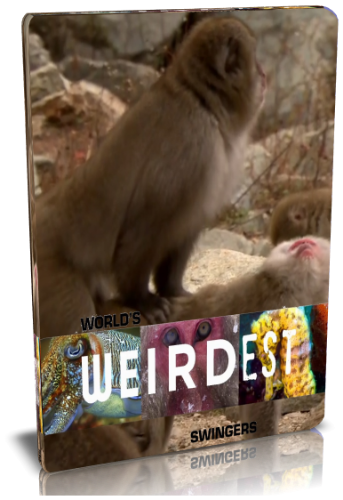 Самые странные в мире: Запреты мира животных. Развратники / NAT GEO WILD. World's weirdest. Swingers VO