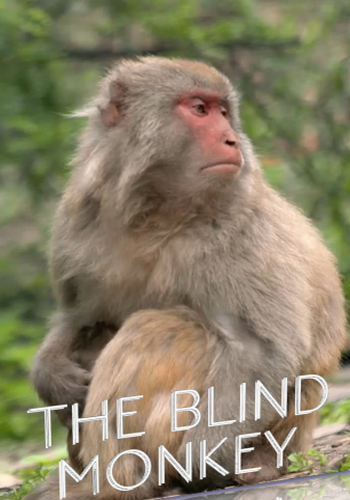 Слепая обезьяна / NAT GEO WILD. The blind monkey VO