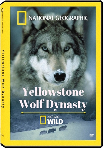 Волчья династия Йеллоустоуна (1-2 серии из 2) / NAT GEO WILD. Yellowstone Wolf Dynasty VO