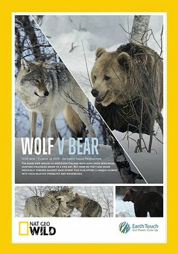 Волк против медведя / NAT GEO WILD. Wolf vs. Bear VO