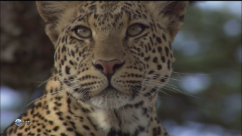 Леопард родовое дерево / Leopard: Family Trees