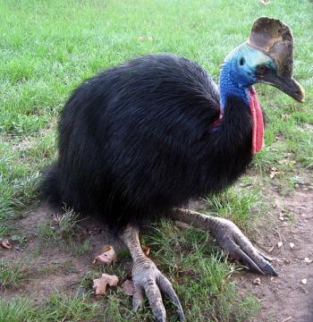 Казуары / Cassowaries