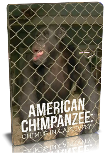 Американские шимпанзе: Шимпанзе в неволе / NAT GEO WILD. American chimpanzee: Chimps in captivity VO