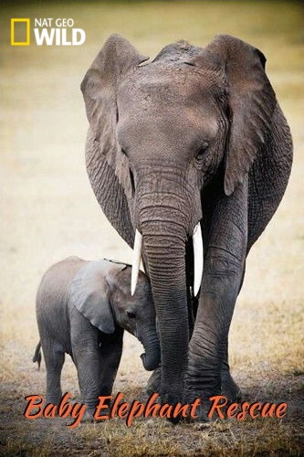 Спасение слонёнка / NAT GEO WILD. Baby Elephant Rescue VO