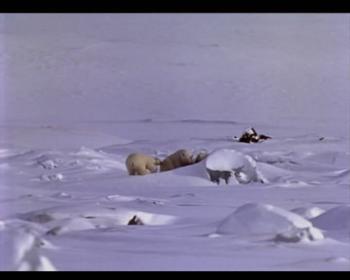 Властелин полярных просторов / Realm of the Great White Bear
