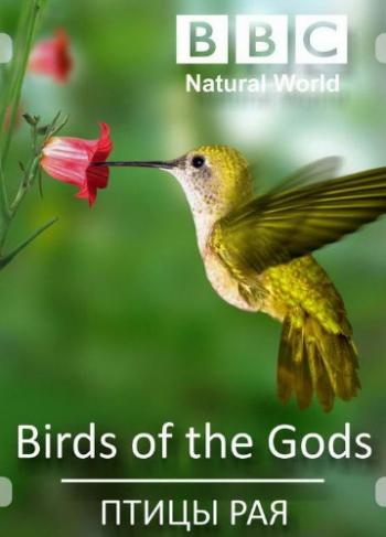 Живая Природа / Natural World. Birds of Paradise DVO
