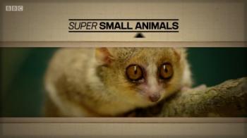 Звери в миниатюре / BBC. Super Small Animalsп VO