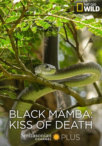 Черная мамба: поцелуй смерти / NAT GEO WILD. Black Mamba Kiss of Death VO