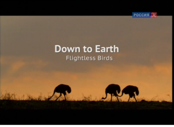 Птицы, которые летают не отрываясь от земли / Down To Earth Flightless Birds VO