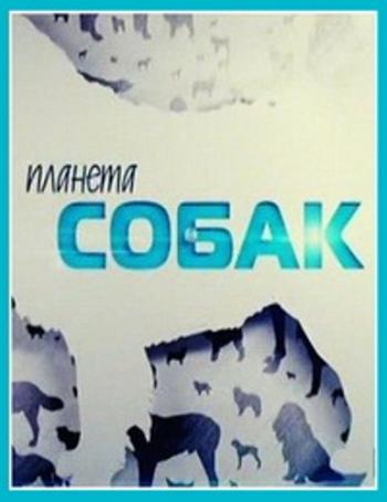 Планета собак. Мальтийский пойнтер